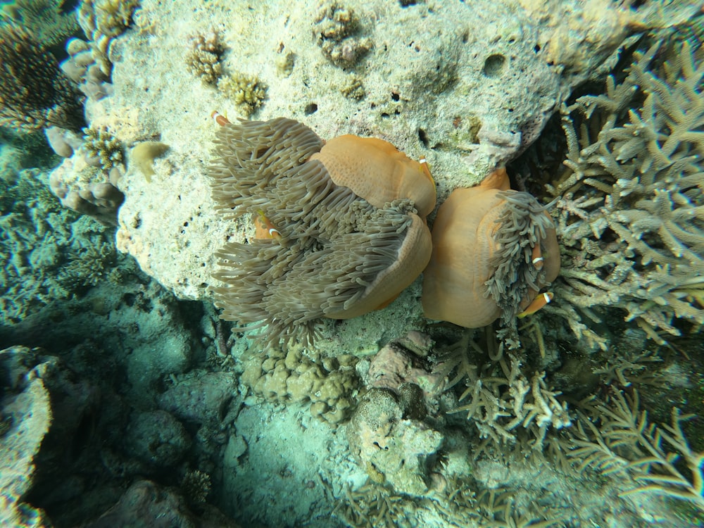 a sea anemone hiding in a coral reef