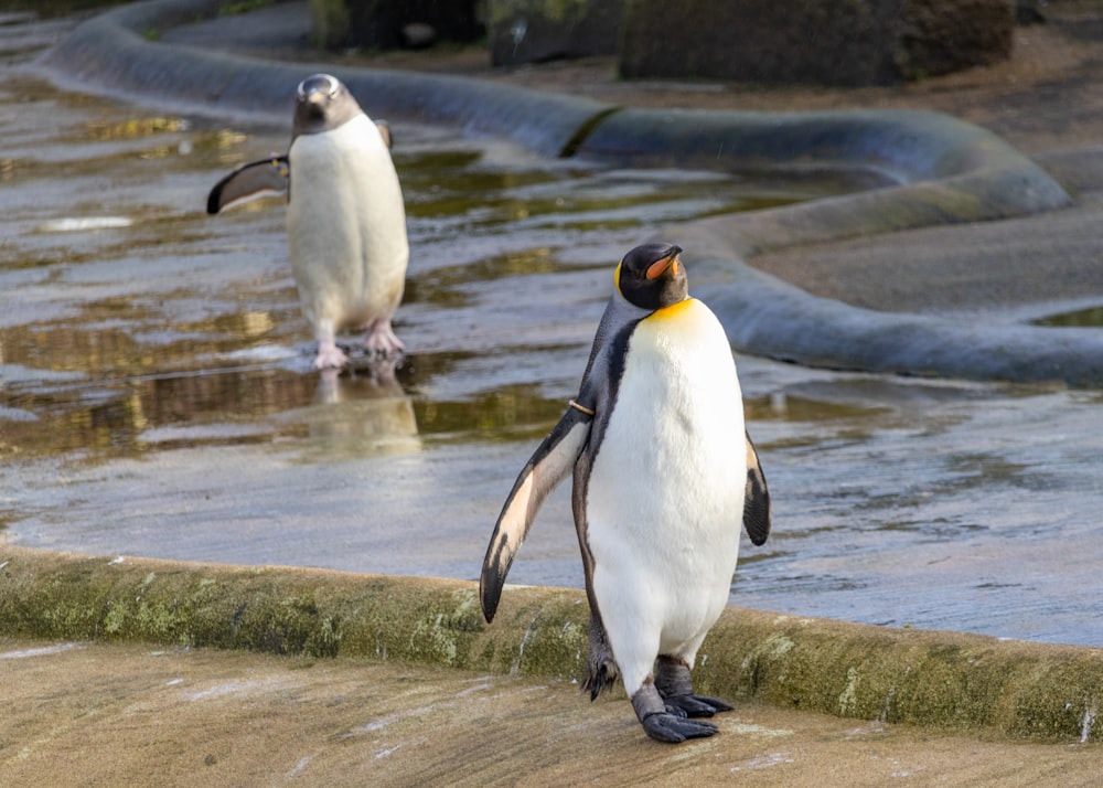 a couple of penguins standing next to each other