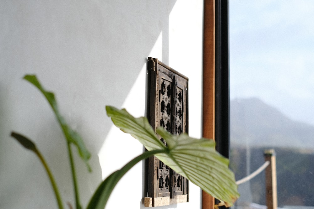 a potted plant sitting in front of a window