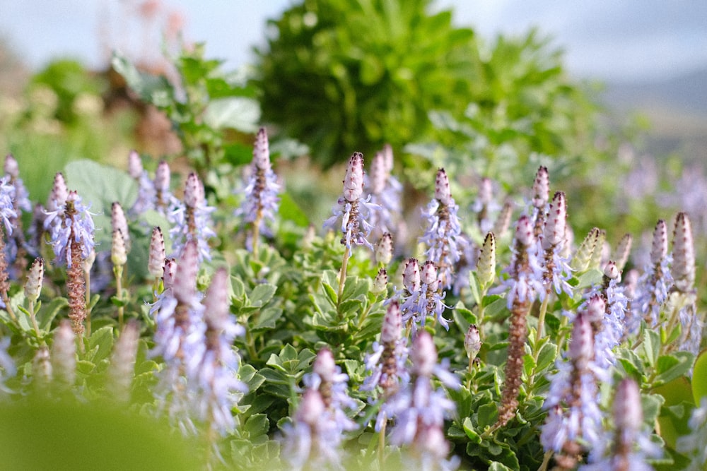 a field full of purple flowers and green leaves