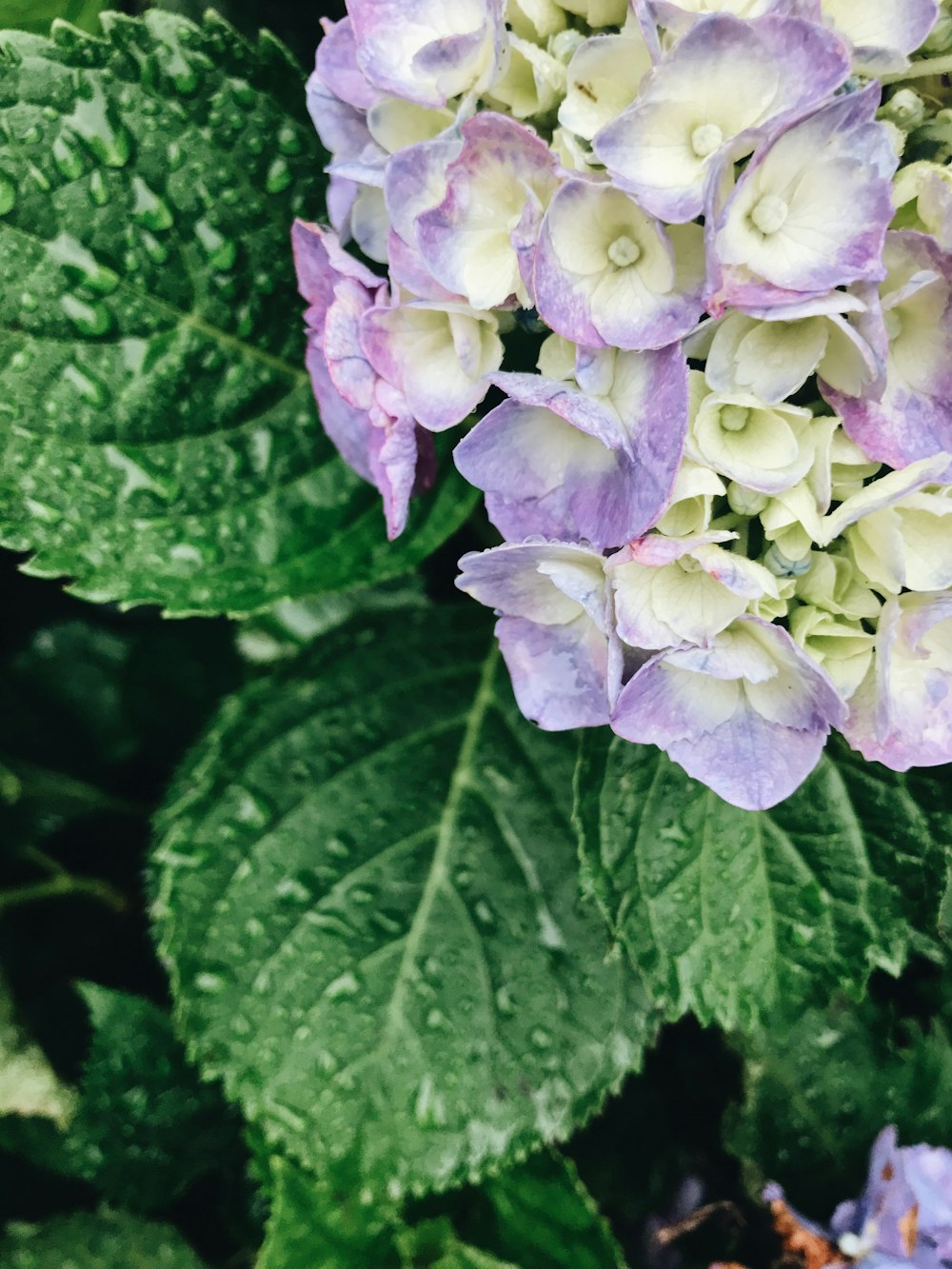 a close up of a purple and white flower