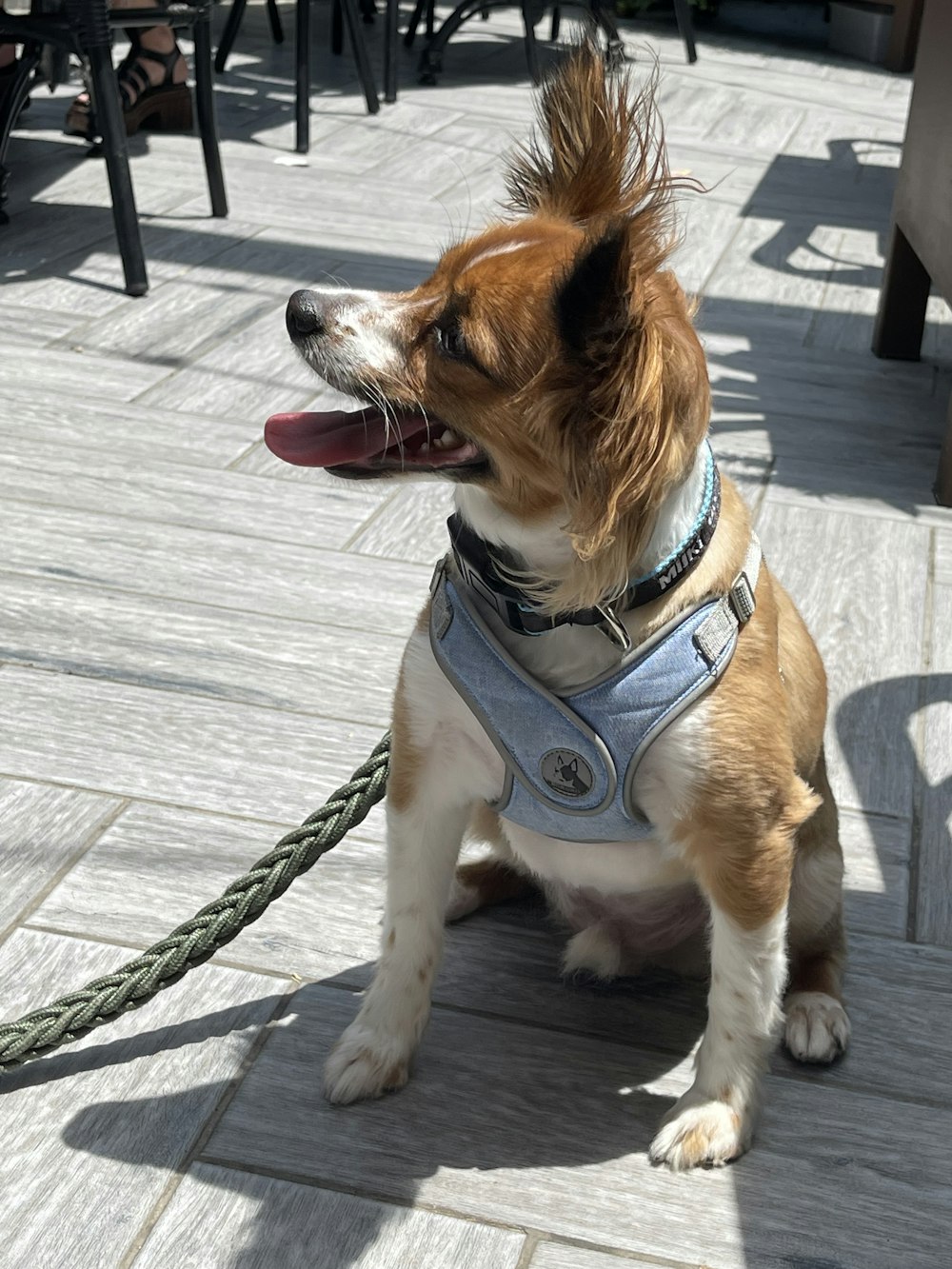 a small brown and white dog wearing a harness