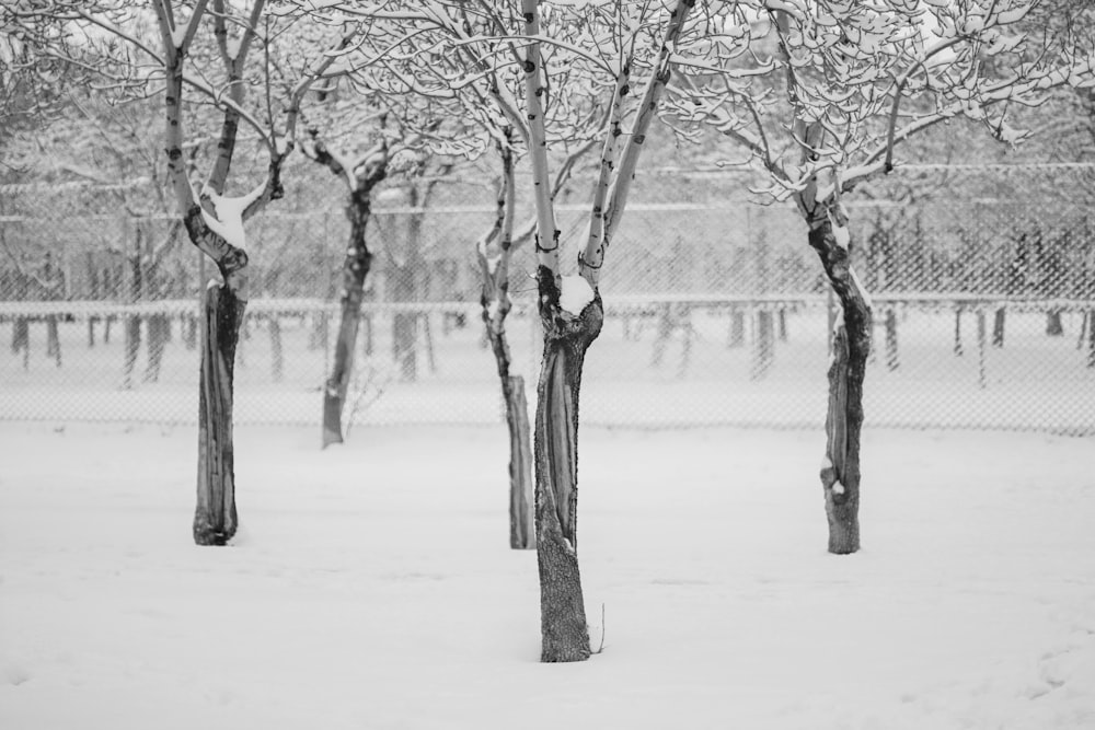 a black and white photo of trees in the snow