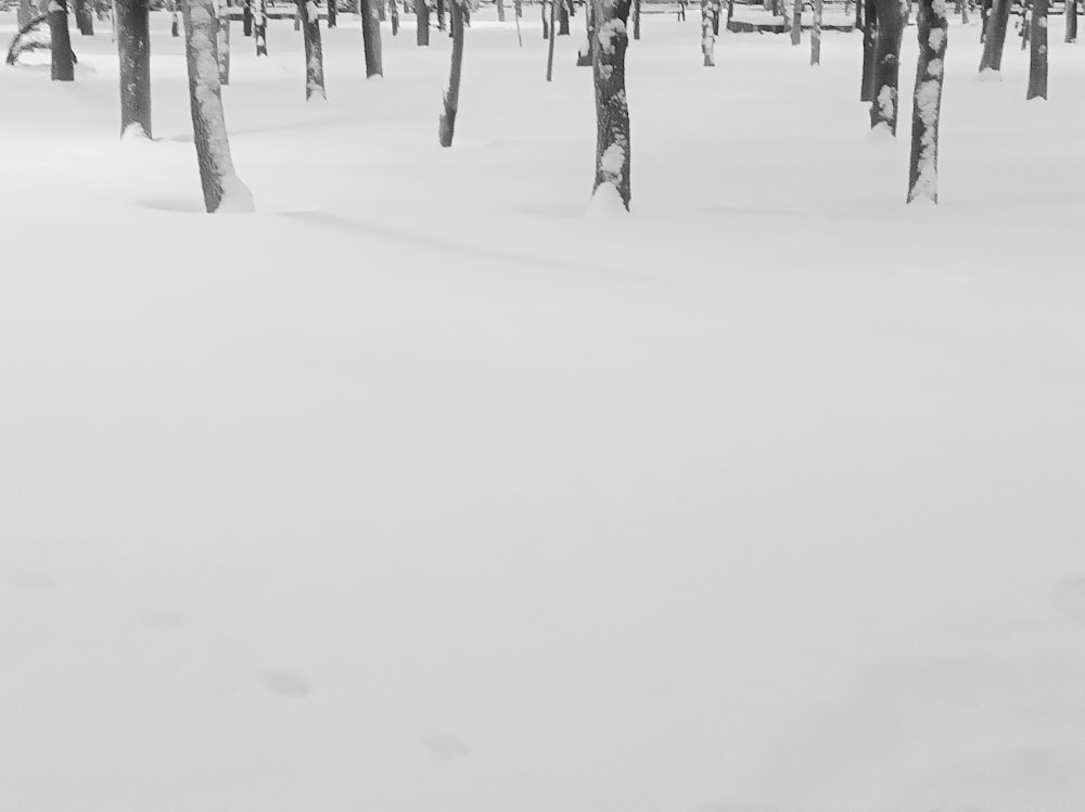 a black and white photo of a snowy forest