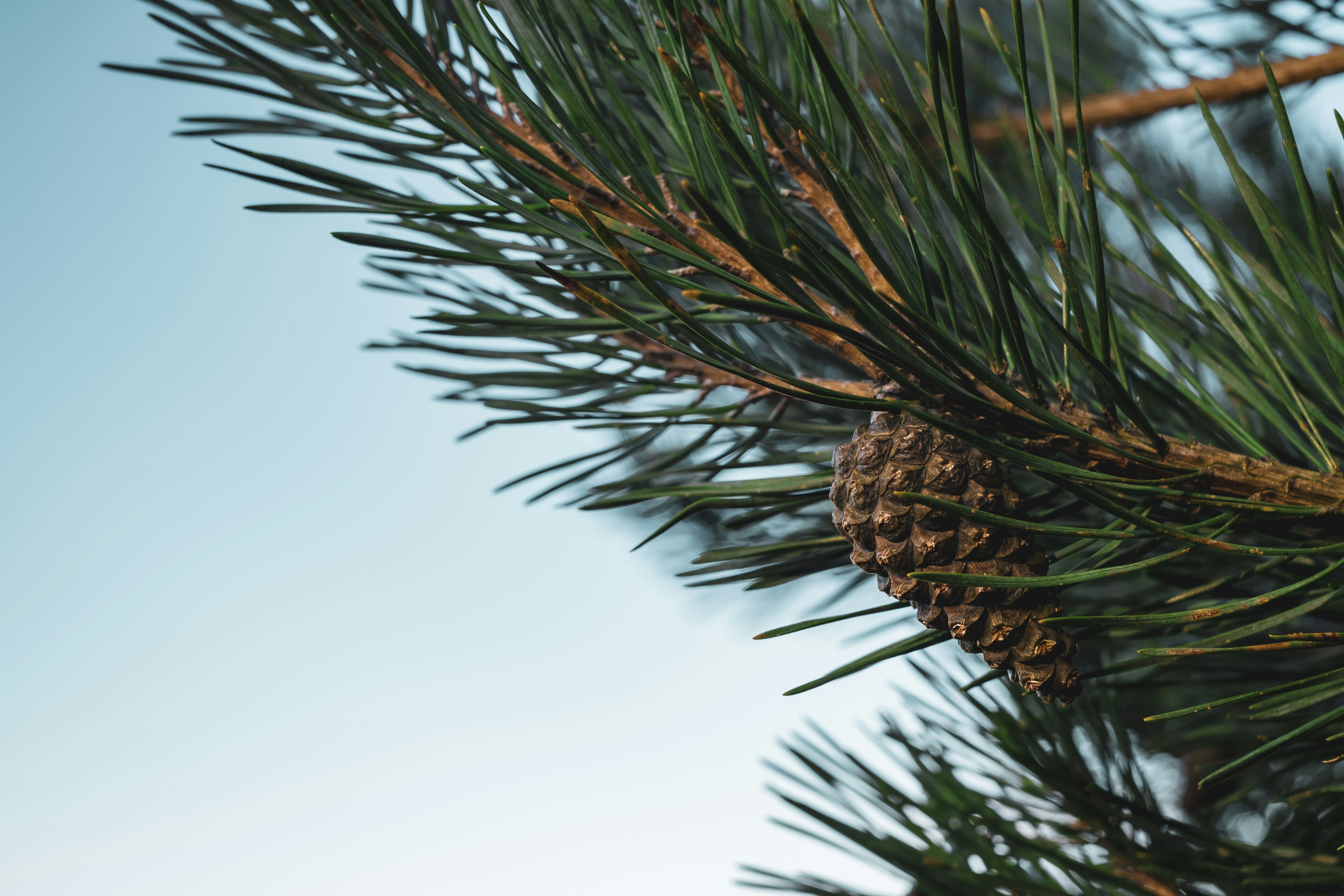 Pine Labs IPO GMP: Wishes for Windfall & Happy Investors