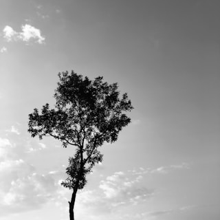 An elegant black and white sketch of a solitary tree standing against a vast sky, symbolizing solitude.