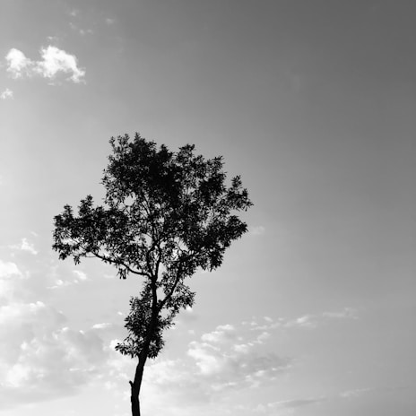 An elegant black and white sketch of a solitary tree standing against a vast sky, symbolizing solitude.