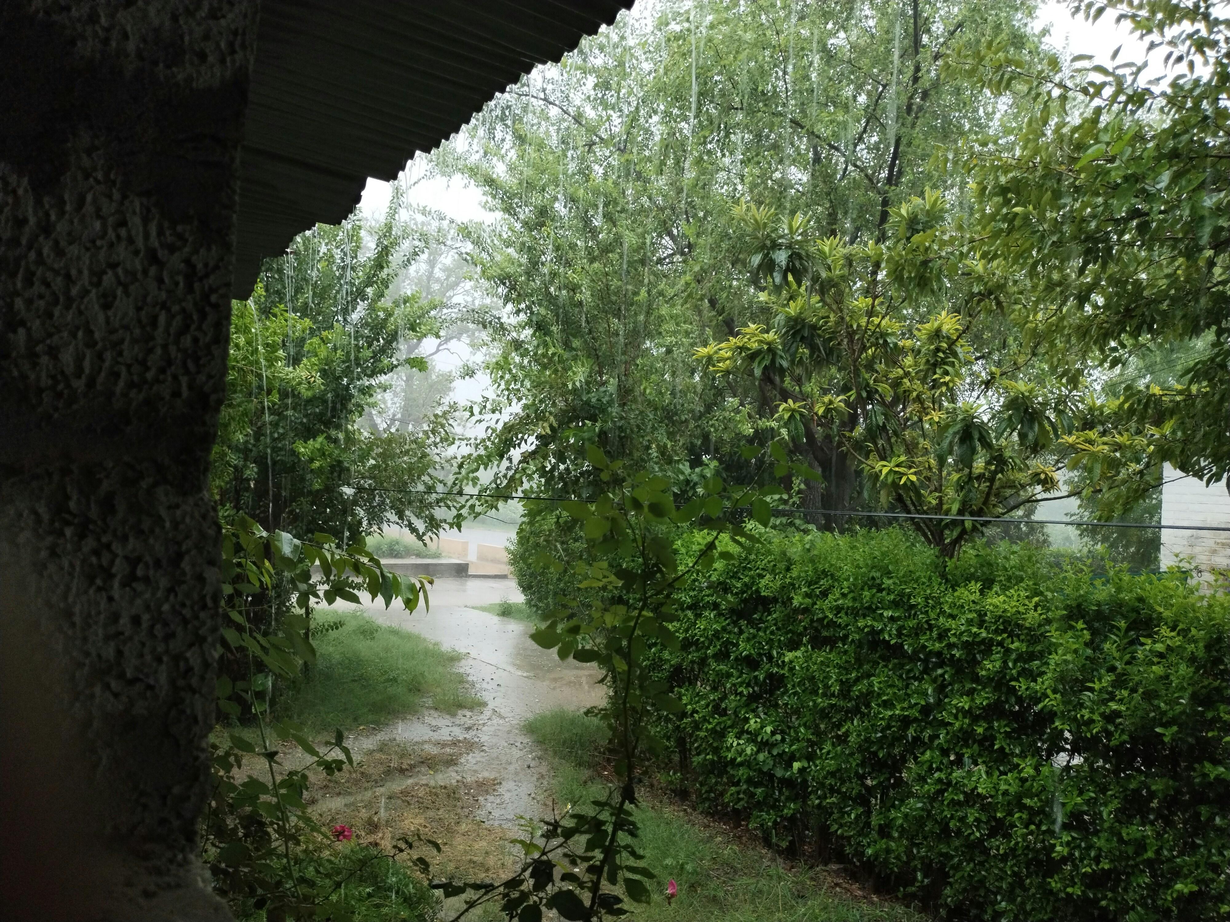 My garden green fence after rain looking very awesome