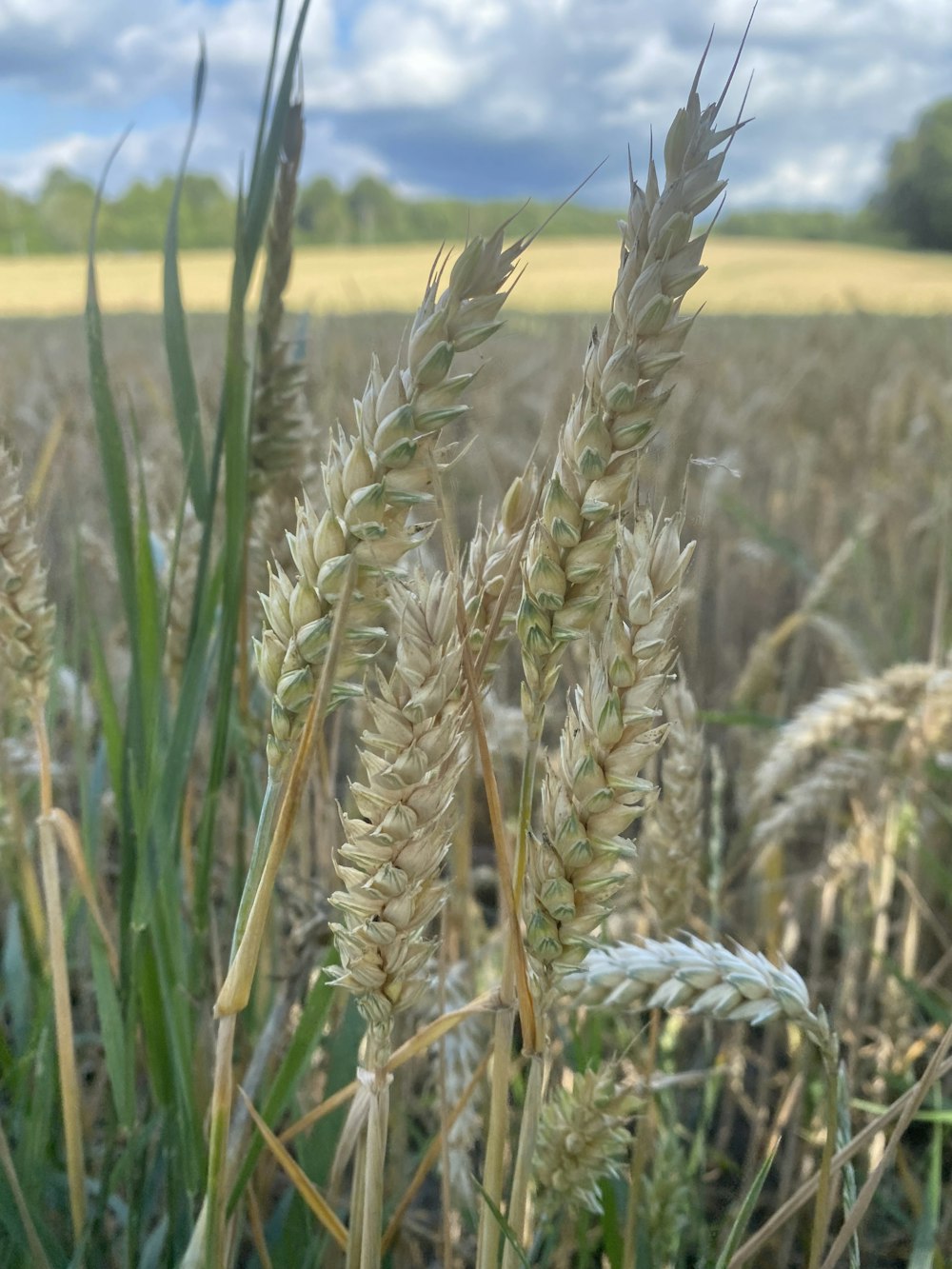 a close up of a wheat field with clouds in the background