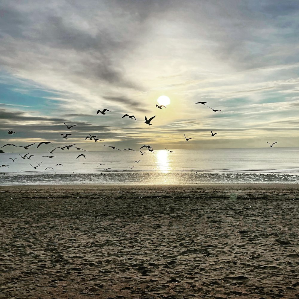 a flock of birds flying over a sandy beach