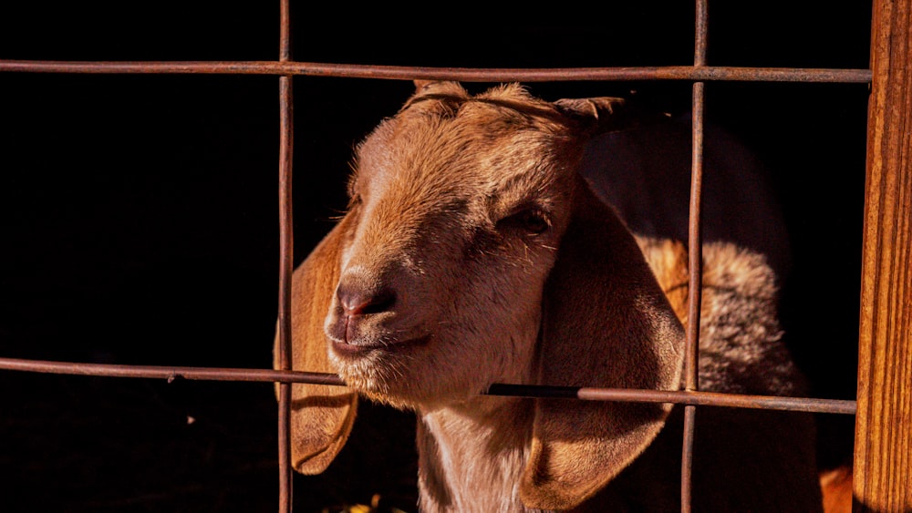 a goat is looking out of a metal cage