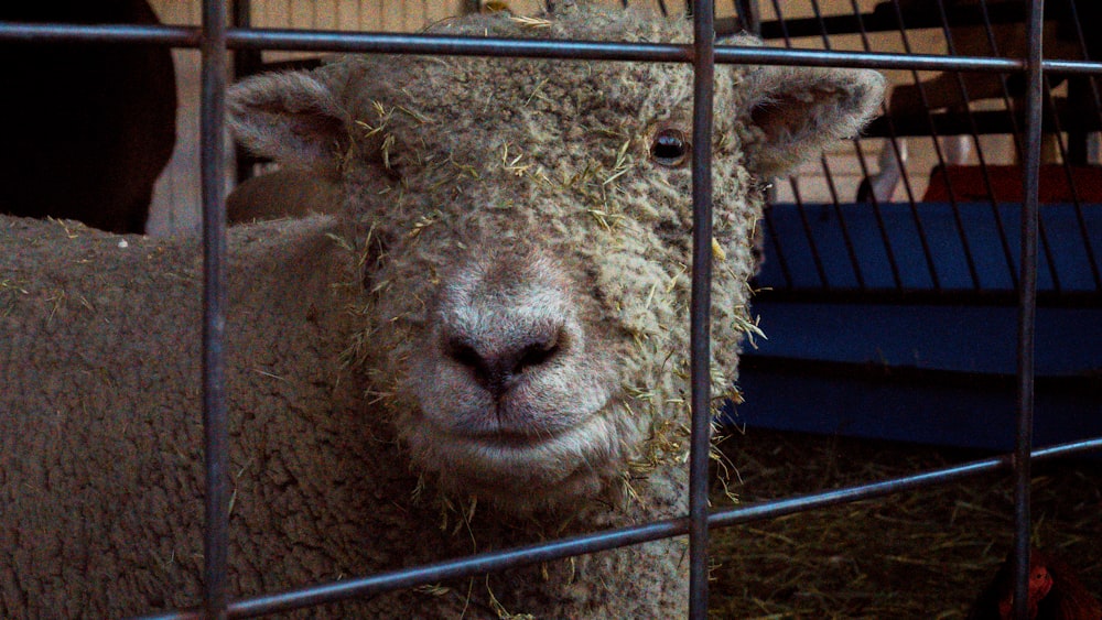 a sheep in a cage with hay in it