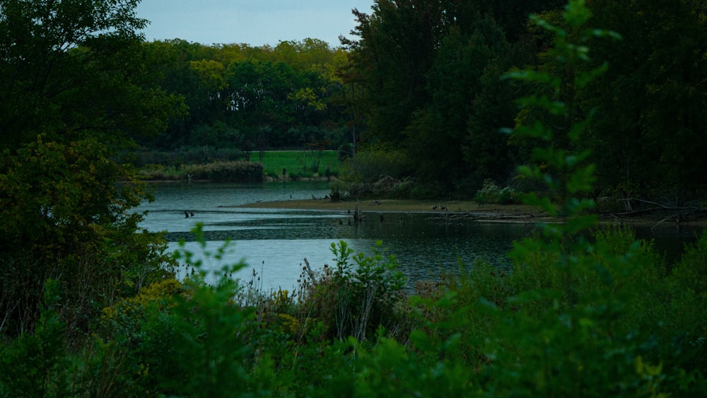 a body of water surrounded by trees and bushes