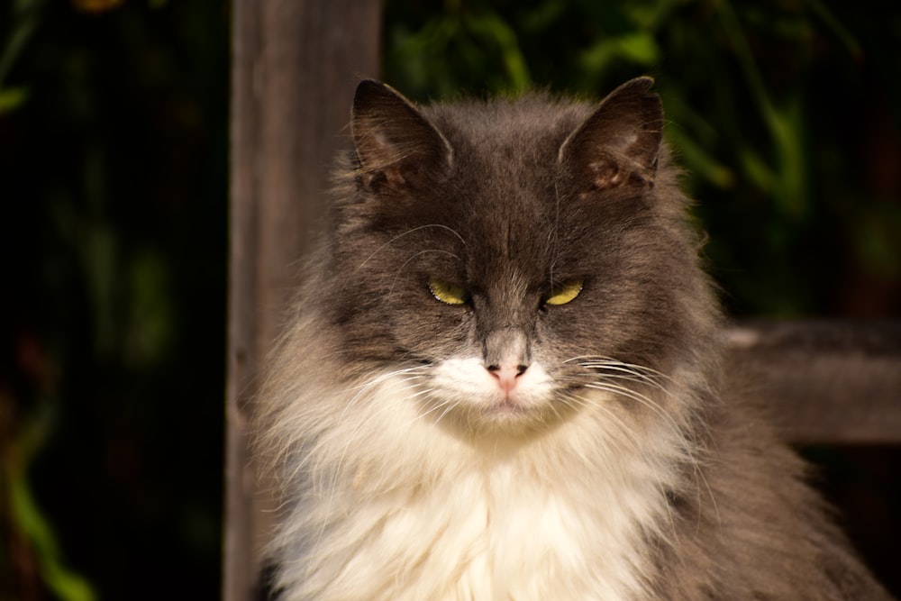 a long haired gray and white cat with green eyes