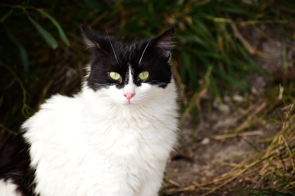 a black and white cat with green eyes sitting on the ground