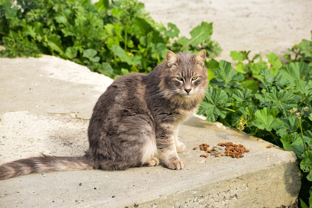 a cat sitting on a ledge eating food