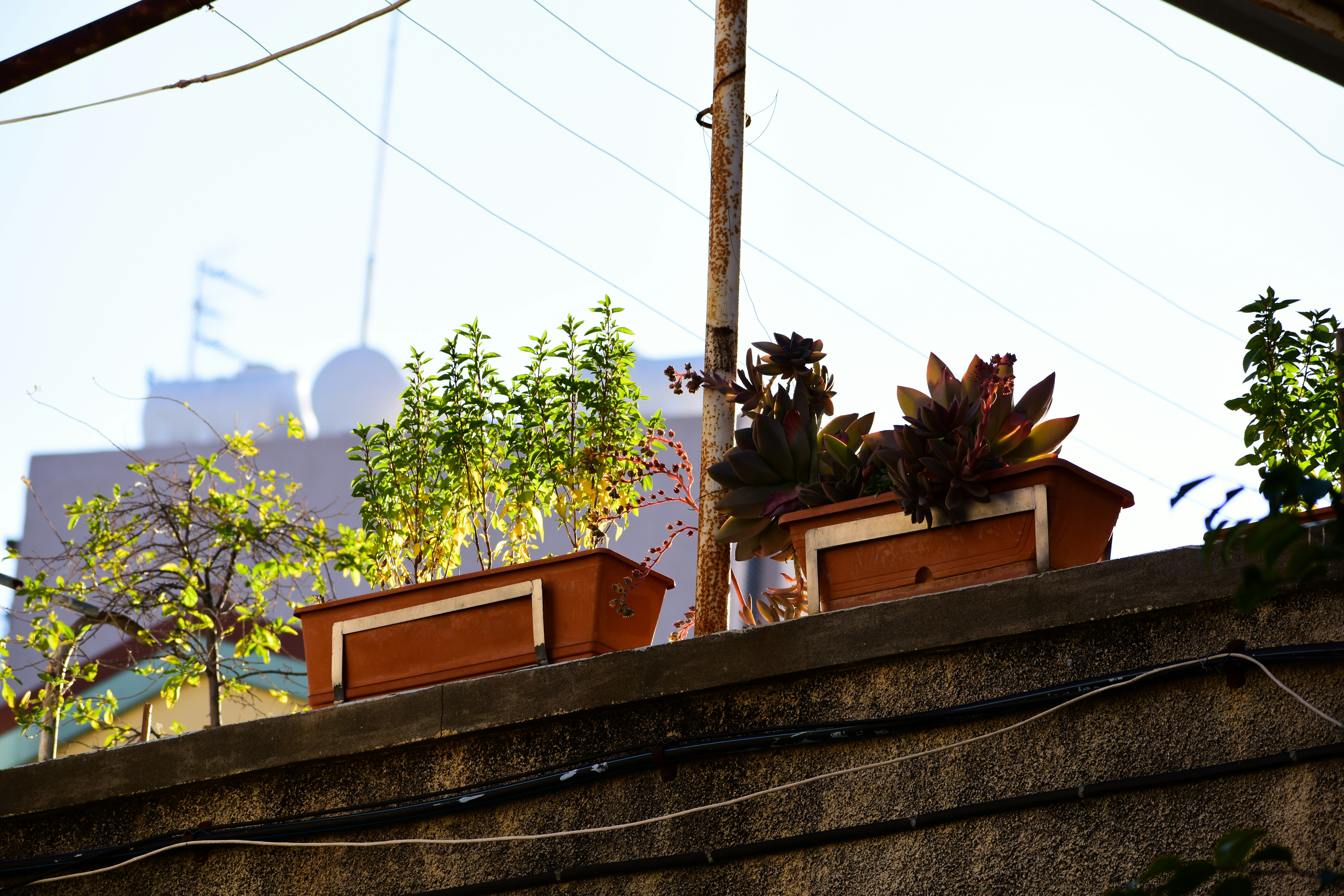 Flower pots placed on a low wall, bringing a charming touch of greenery to the urban space