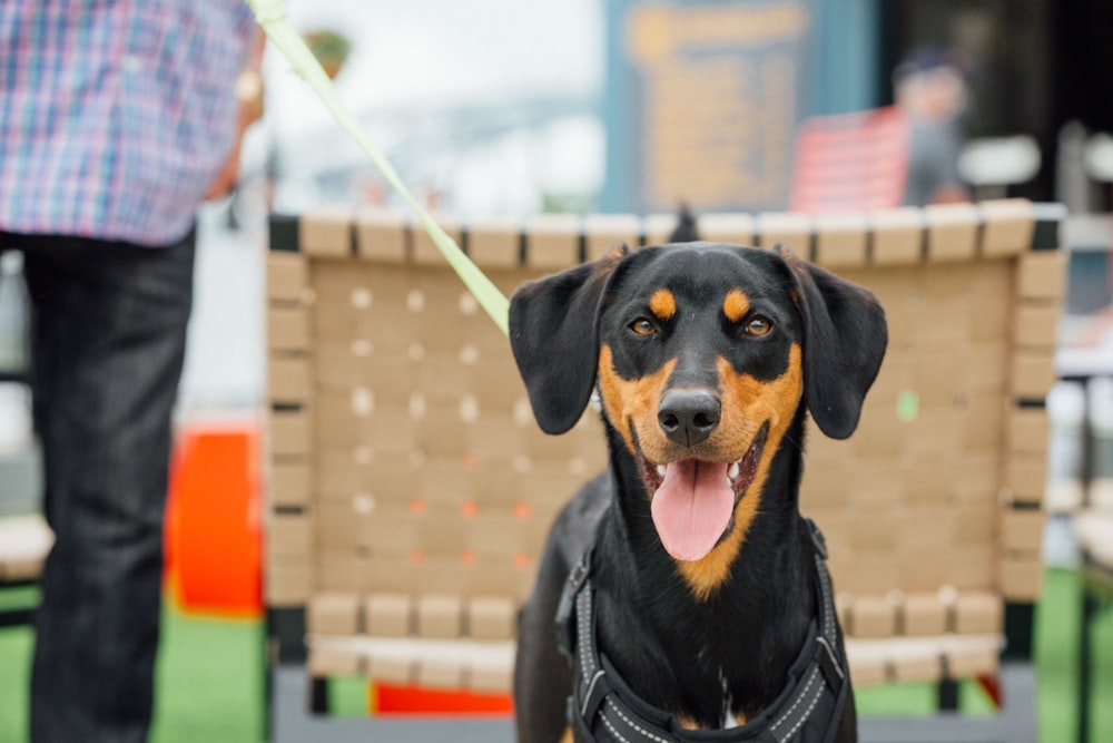 a black and brown dog sitting on top of a chair