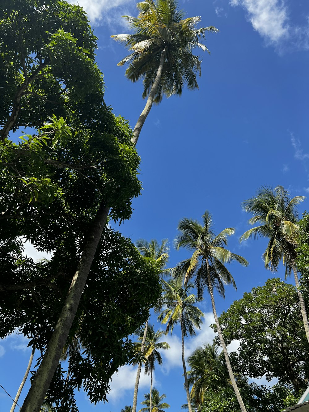 a group of palm trees with a blue sky in the background