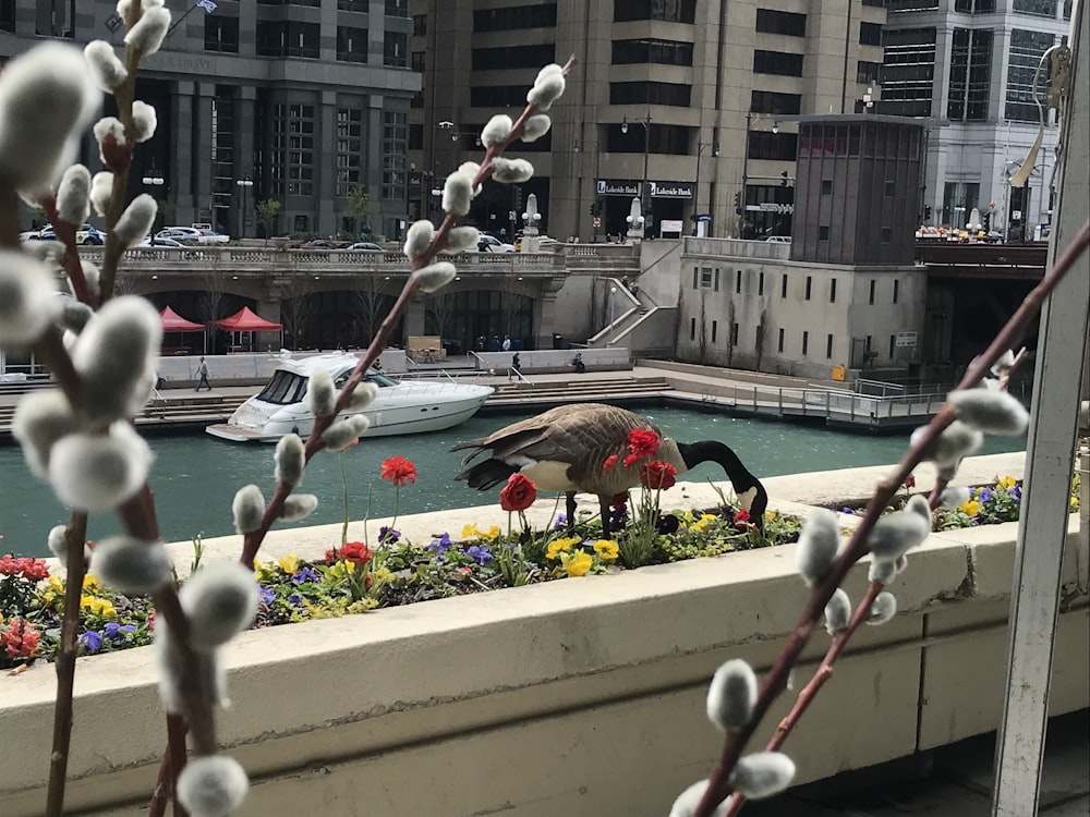 a bird standing on a ledge next to flowers