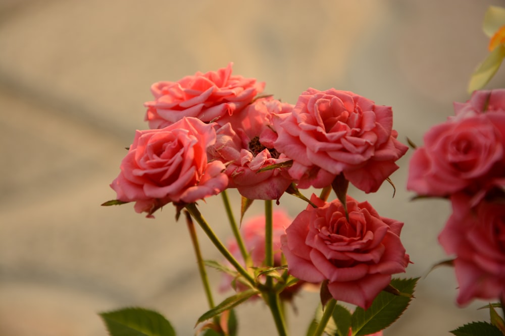 a bunch of pink roses in a vase