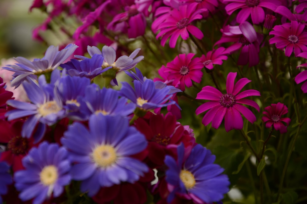 a bunch of purple and red flowers in a vase