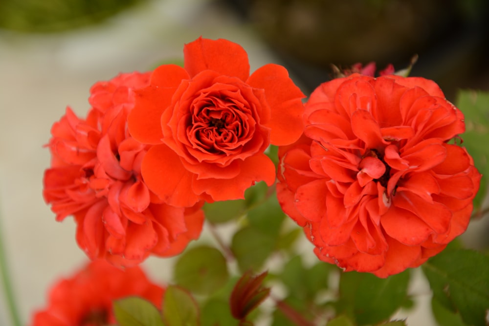 a close up of three red flowers on a plant