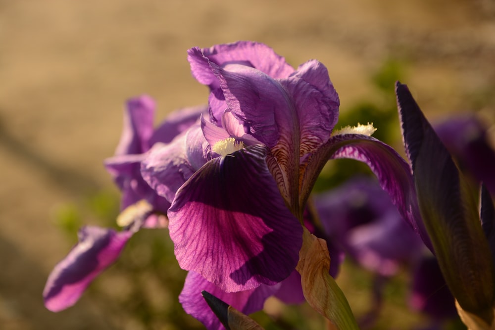 a close up of a purple flower with a blurry background