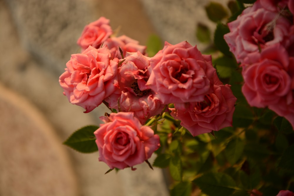 a bunch of pink roses in a vase