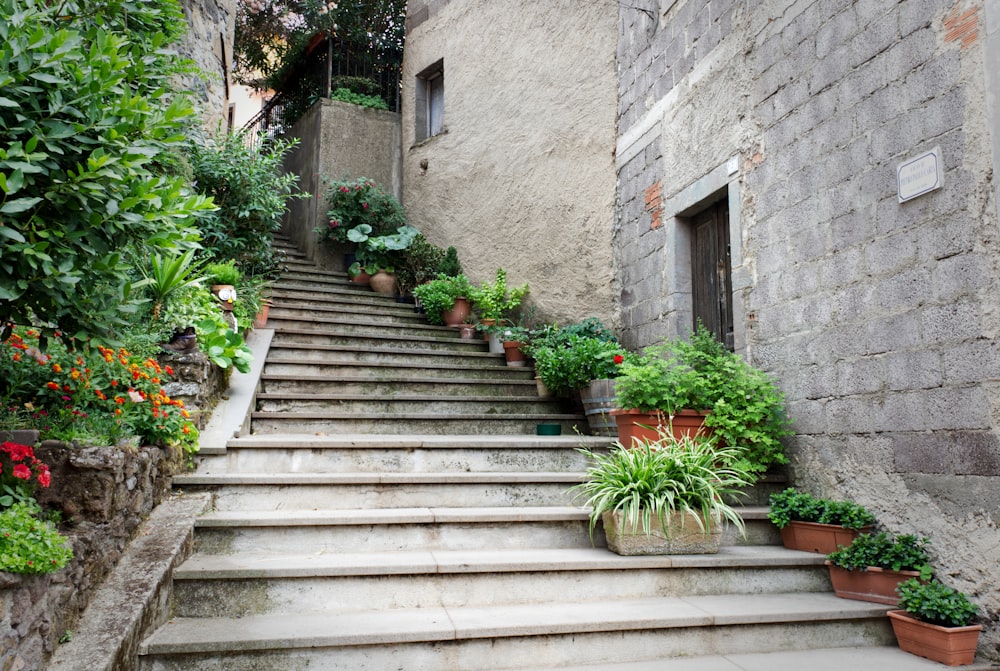 a bunch of plants that are on some steps