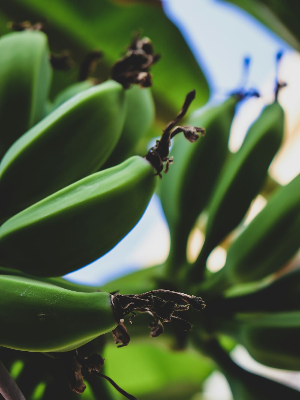 a bunch of green bananas hanging from a tree