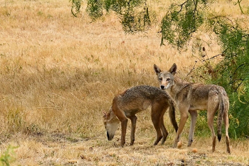 a couple of animals standing on top of a dry grass field