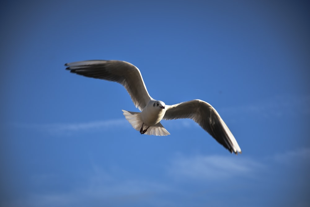 a seagull flying in the sky with its wings spread
