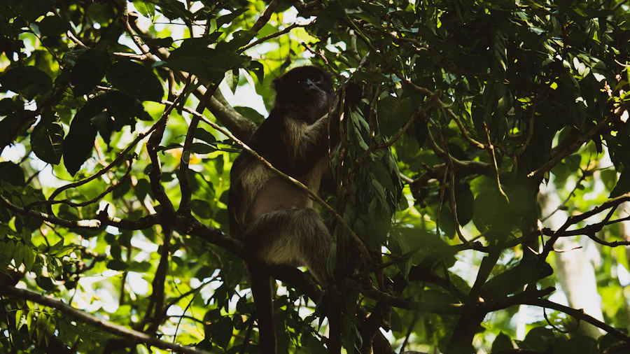 Udzungwa Mountains National Park