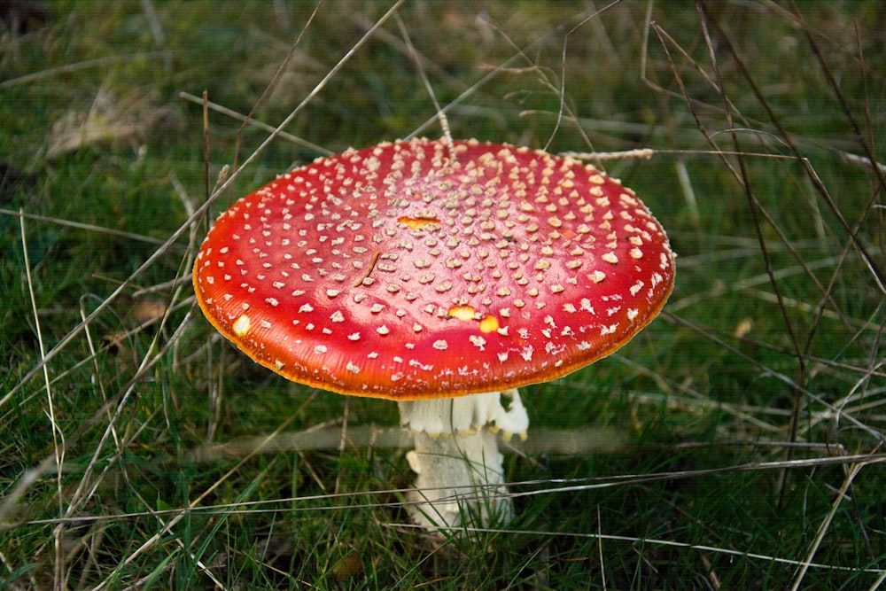 a close up of a mushroom in the grass