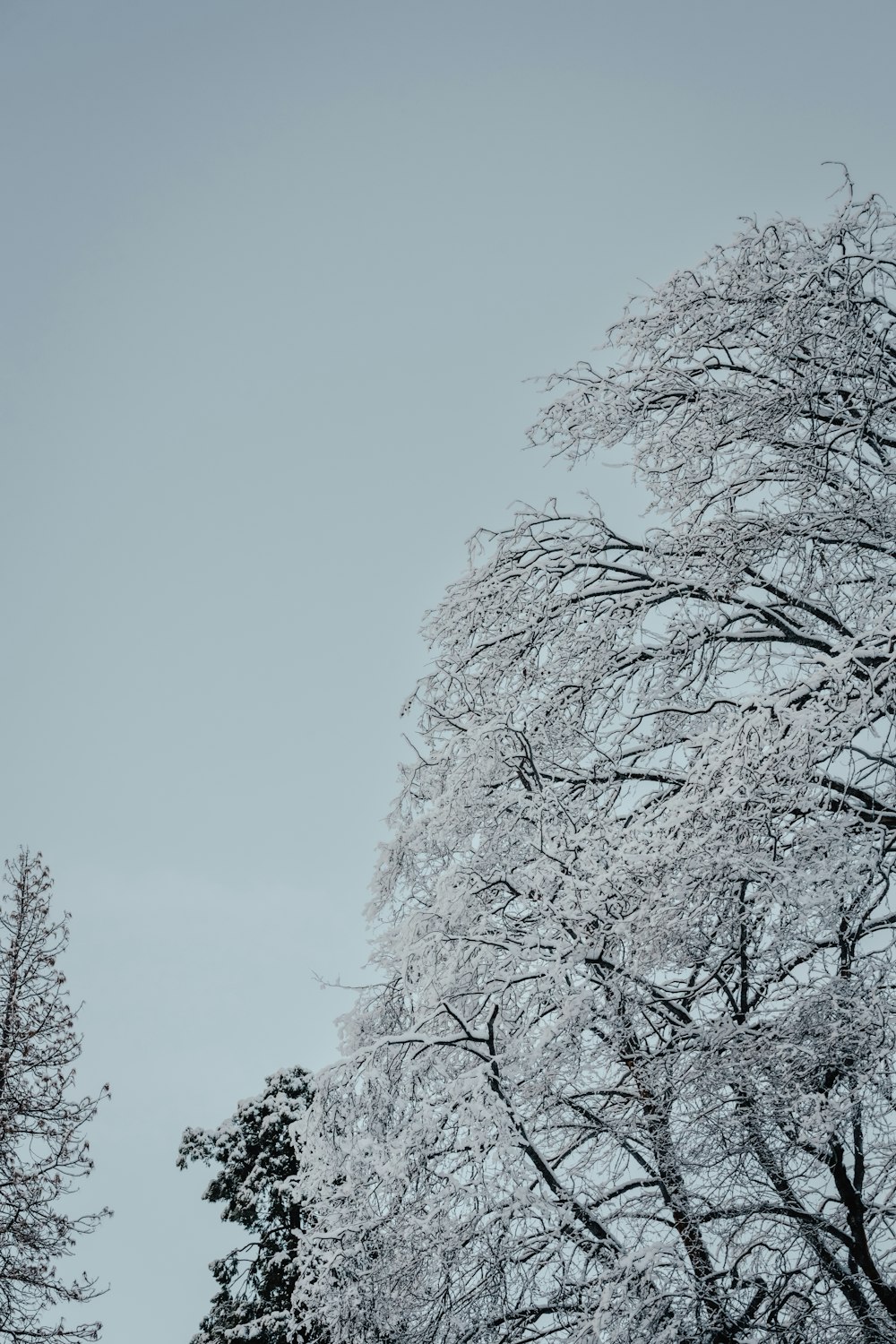 a large tree covered in snow next to a forest