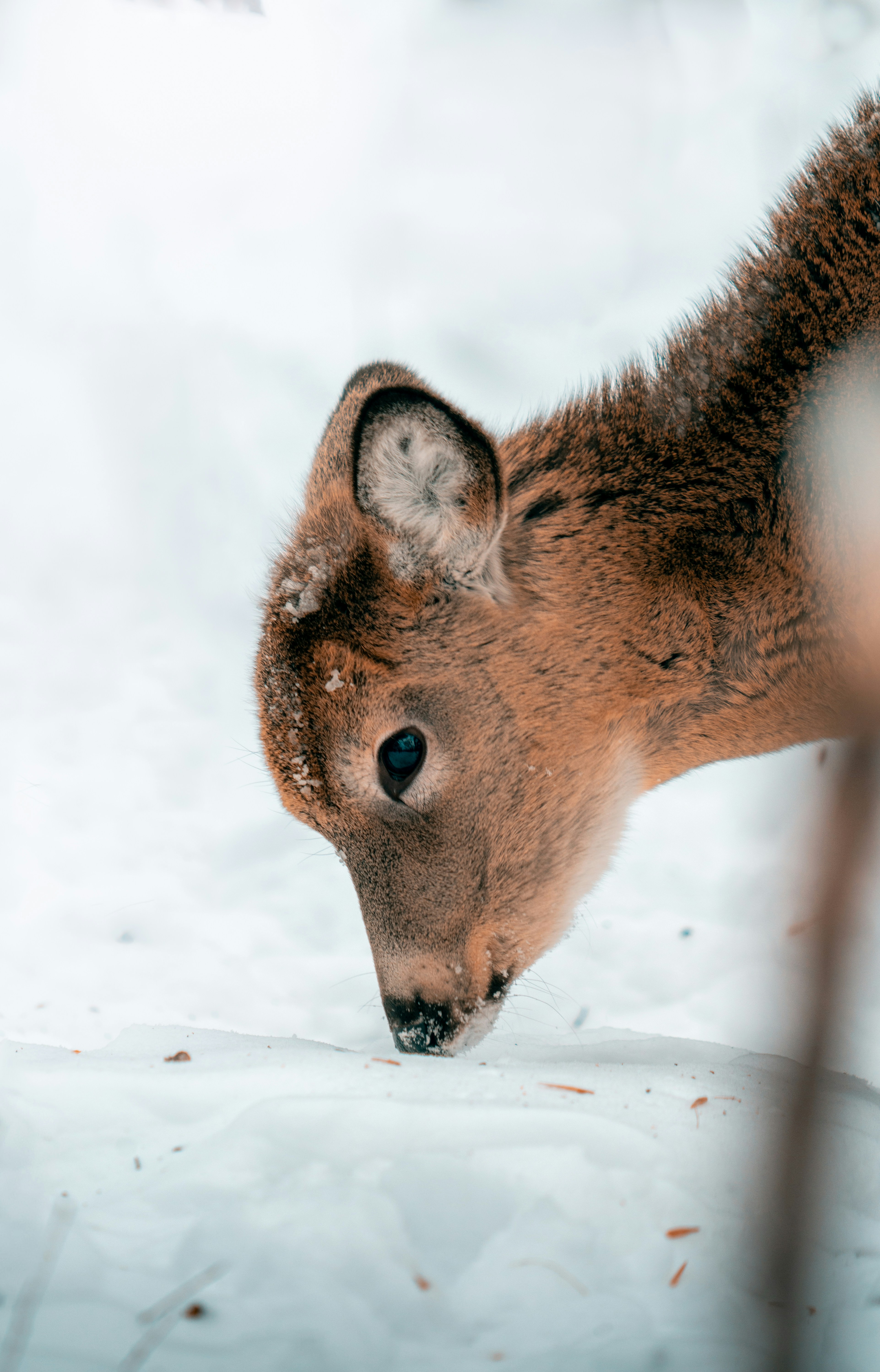 a small deer standing on top of snow covered ground
