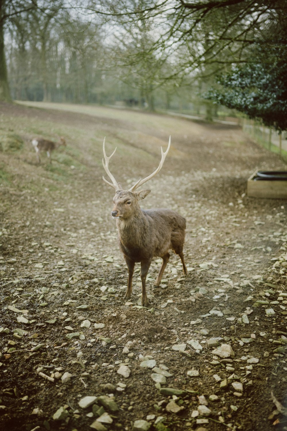 a deer standing on top of a dirt road