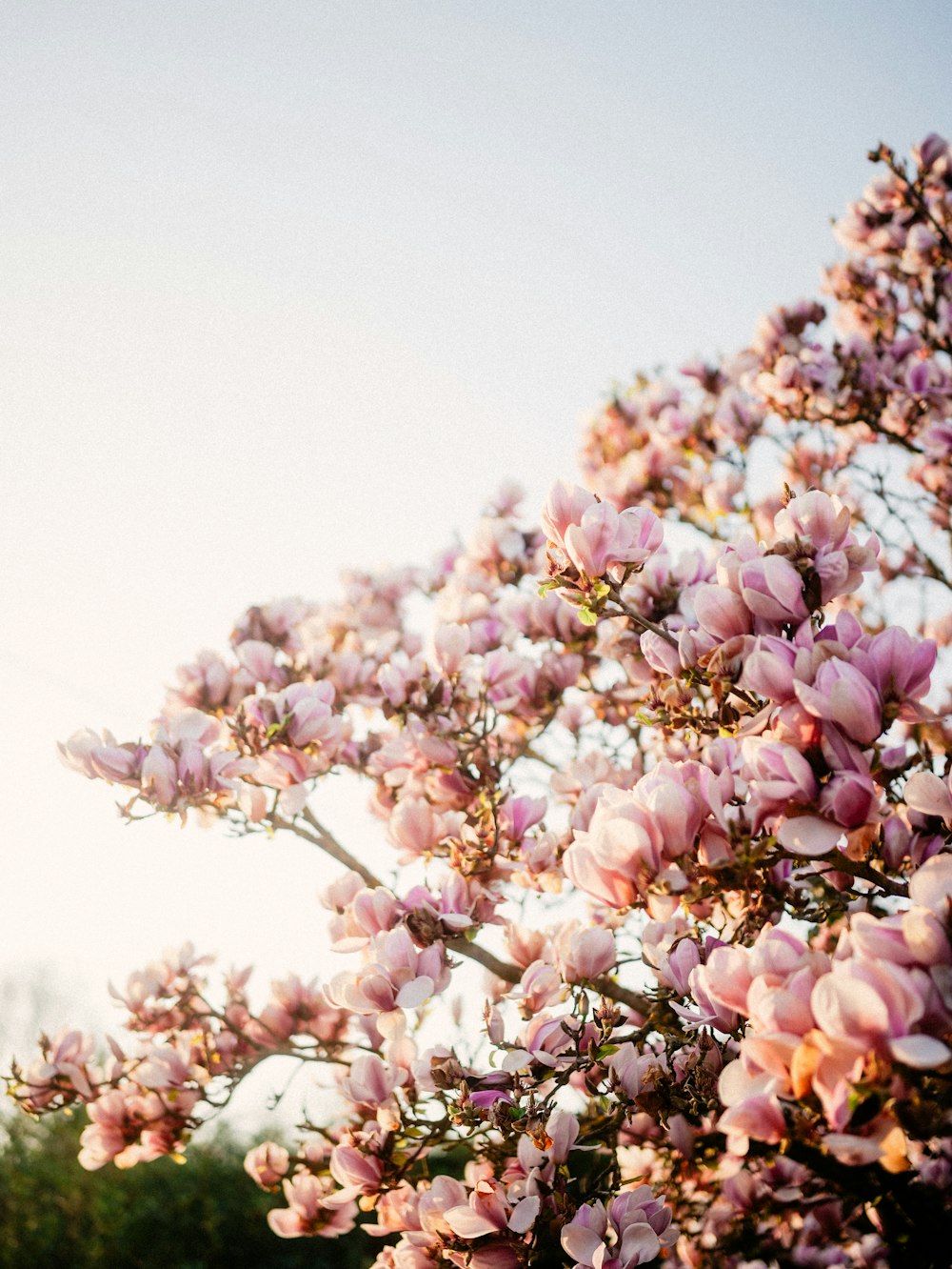 a tree with lots of pink flowers on it