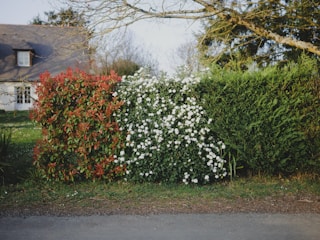 A row of hedges featuring vibrant red leaves, blooming white flowers, and lush green foliage. Behind the hedges, a quaint house with a grey roof and small windows is partially visible. Branches of a leafless tree extend across the upper part of the scene, with a soft, green lawn leading up to the house.