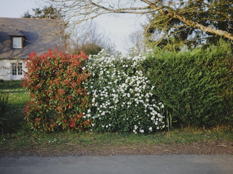 A row of hedges featuring vibrant red leaves, blooming white flowers, and lush green foliage. Behind the hedges, a quaint house with a grey roof and small windows is partially visible. Branches of a leafless tree extend across the upper part of the scene, with a soft, green lawn leading up to the house.