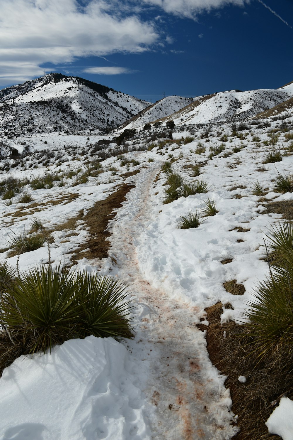 a trail in the middle of a snowy field