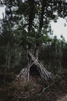 A forest scene with tall, green trees surrounding a makeshift shelter made of leaning sticks against a tree. The ground is covered in dry leaves, and the atmosphere is dimly lit by diffused natural light, creating a secluded and serene environment.