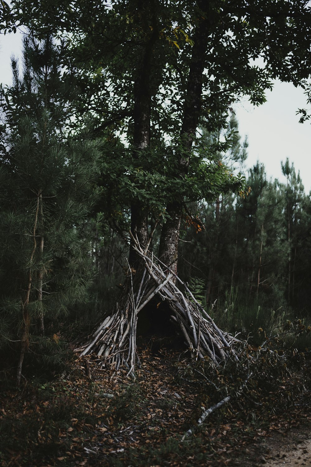 a pile of sticks sitting in the middle of a forest