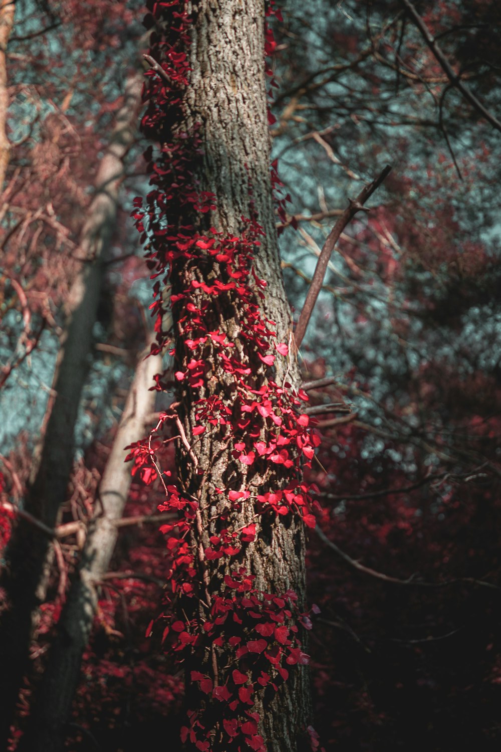 a tree with a bunch of red leaves on it