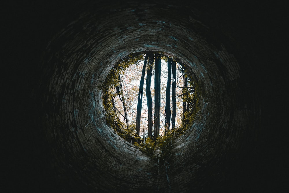 a round hole in the side of a tree filled forest