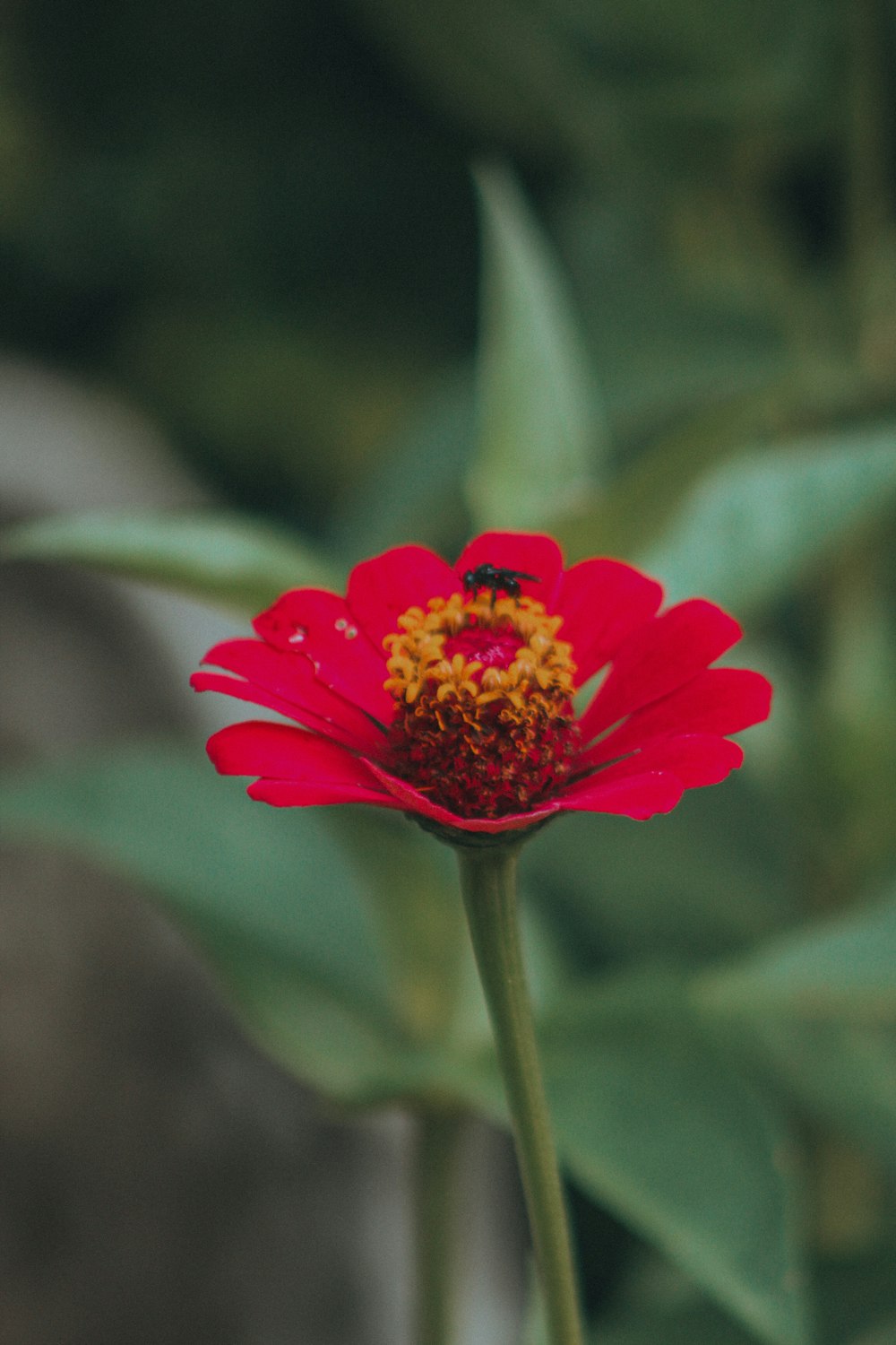 a red flower with a yellow center in a garden