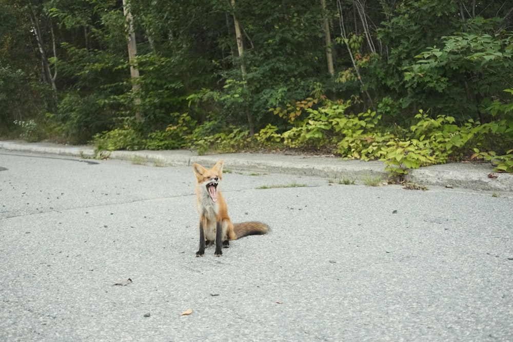 a red fox sitting on the side of a road