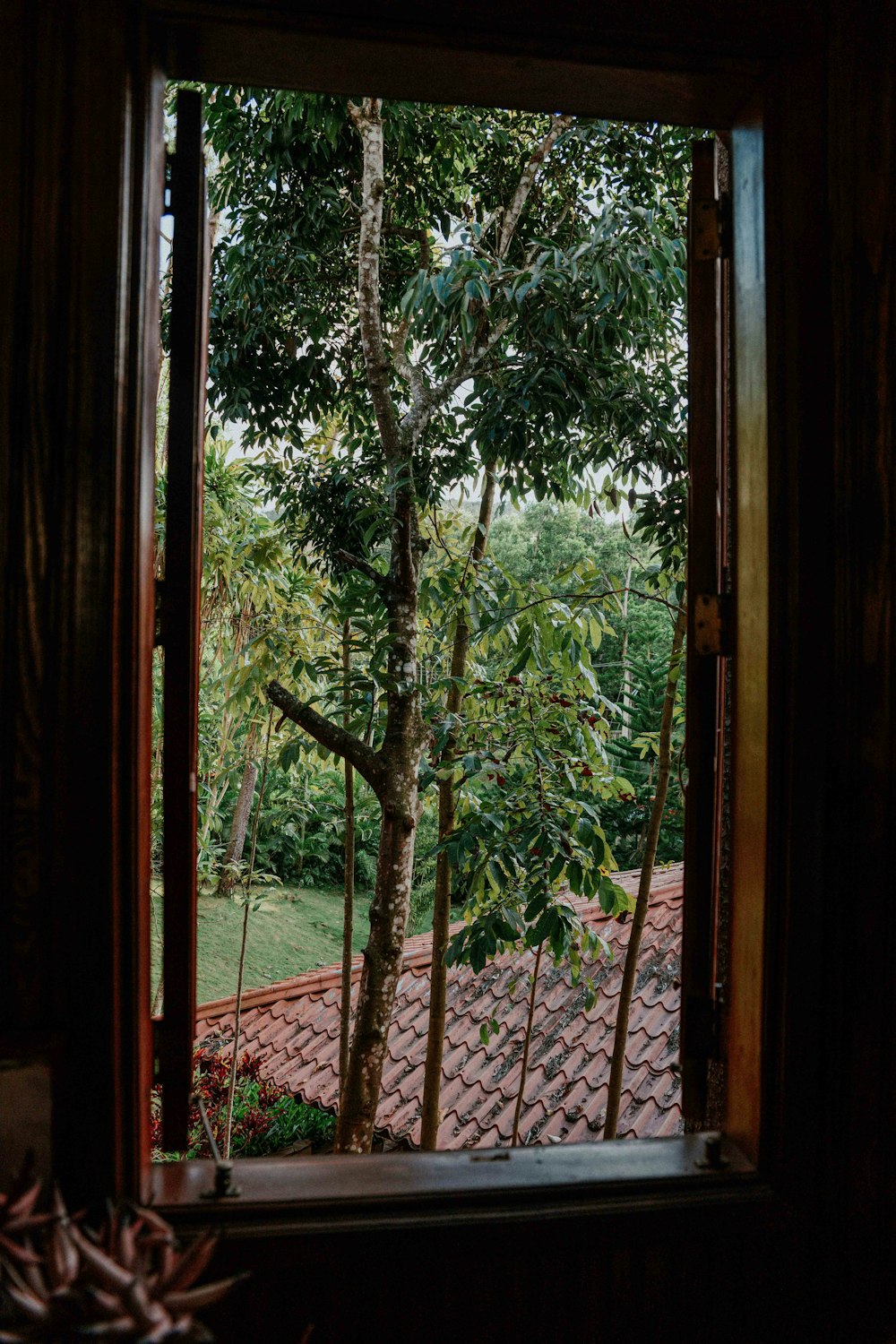 a view of a tree through a window