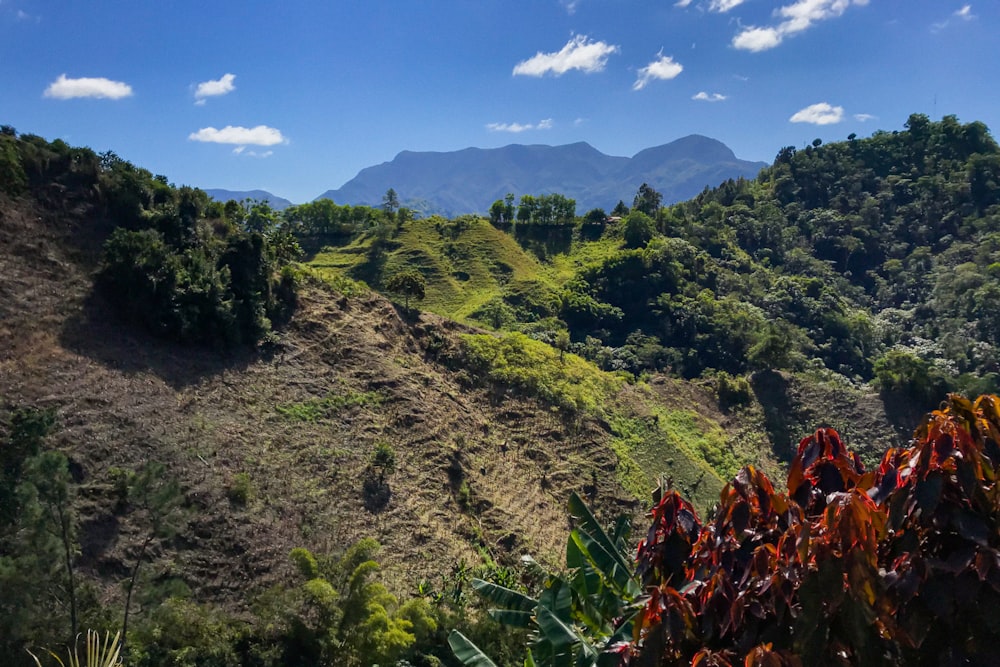 a lush green hillside covered in lots of trees